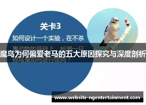 魔鸟为何偏爱老马的五大原因探究与深度剖析